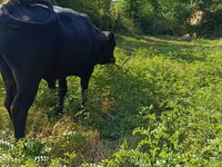 सांड, लाल बिना सींग वाली गाय — फ़ोटो 7