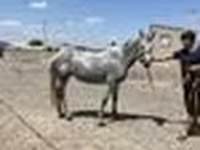 فرس, Orlov Trotter — الصورة 6