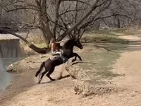 Caballo, Mustang — foto 8