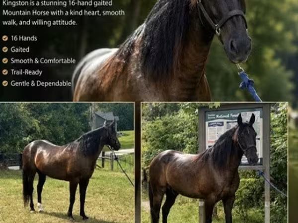 Hengst, French Trotter