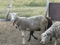 ცხვარი, Kuibyshev sheep — ფოტო 6