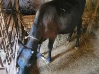 Toro, Ganado vacuno — foto 2