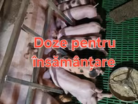 Хряк, Свиньи — фото 1