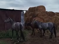ცხენი, Horse breed — ფოტო 4