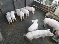 Eber, Schweine — Foto 2