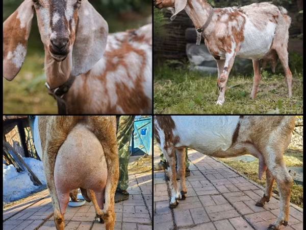 Ziege, Nubian Goat