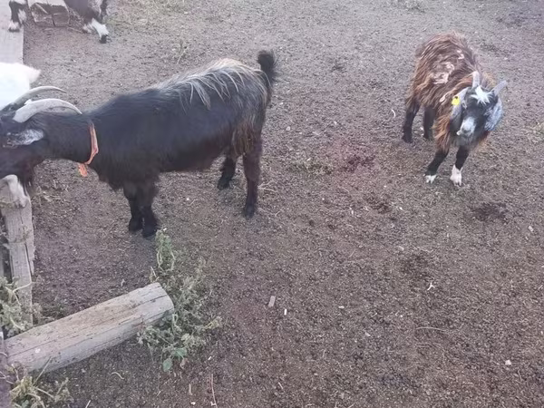 თხა, თხები