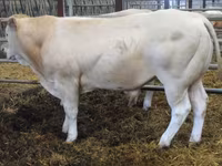 सांड, Blonde d’Aquitane cattle — फ़ोटो 3