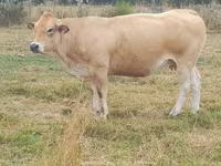Cow, Cast cow — photo 7