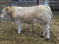 सांड, Blonde d’Aquitane cattle — फ़ोटो 1