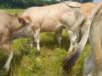 Vaca, Raza de vaca — foto 8
