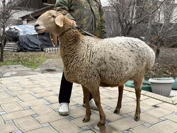 भेड़, Arashan sheep