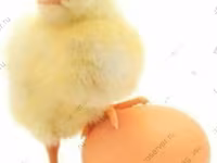 Chickens — photo 5