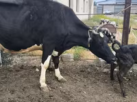 母牛, Russian Black pied cattle — 照片 5