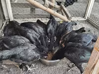 Chickens — ფოტო 6