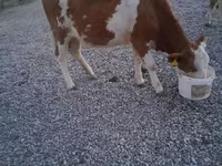 公牛, Swiss cattle — 照片 6
