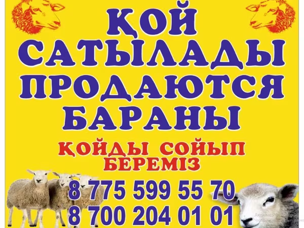 Ram, Sheep