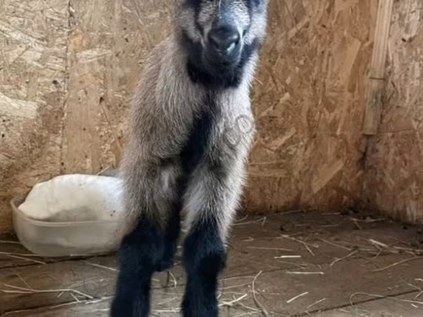 თხა, Czech Brown Shorthaired goats — რუსეთი