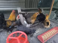 Chickens — ფოტო 1