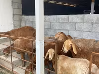 Oveja, Ovejas — foto 4