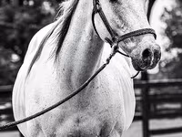 Hengst, National Show Horse — Foto 4