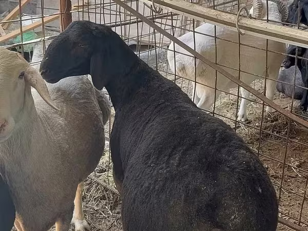 Ram, Sheep