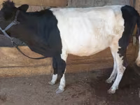 Cow, Cattle — photo 1