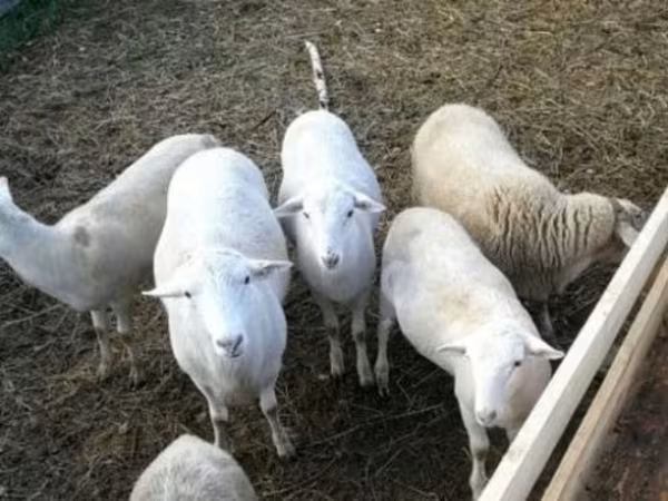 Ram, Katum sheep — Russia