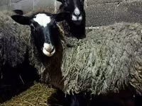 Oveja, Romanov sheep — foto 4