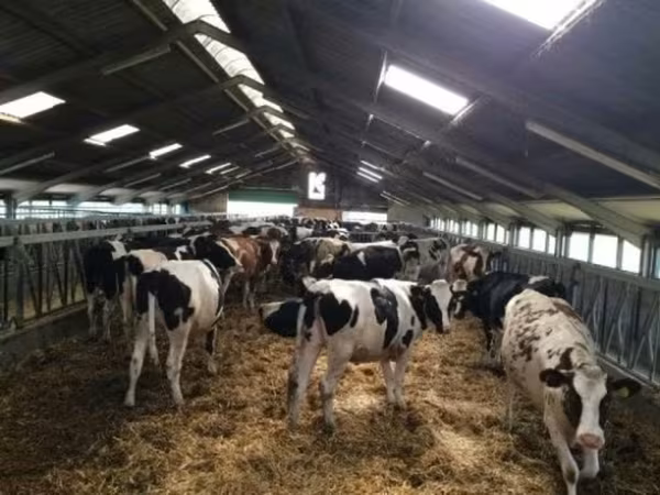 Kuh, Russian Black pied cattle