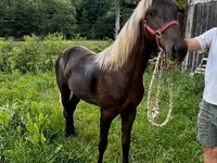 Yegua, Rocky Mountain Horse — foto 5