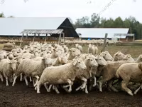 ცხვარი, ცხვრები — ფოტო 8
