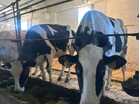 Cow, Holstein breed — photo 1