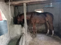 Hengst, Thoroughbred horse — Foto 2