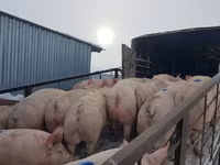 Sow, Pigs — photo 5