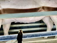 母猪, Pigs — 照片 3