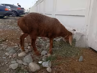 Oveja, Arashan sheep — foto 3