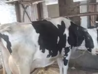 ძროხა, Swiss cattle — ფოტო 4
