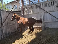 Hengst, Arabian horse — Foto 3