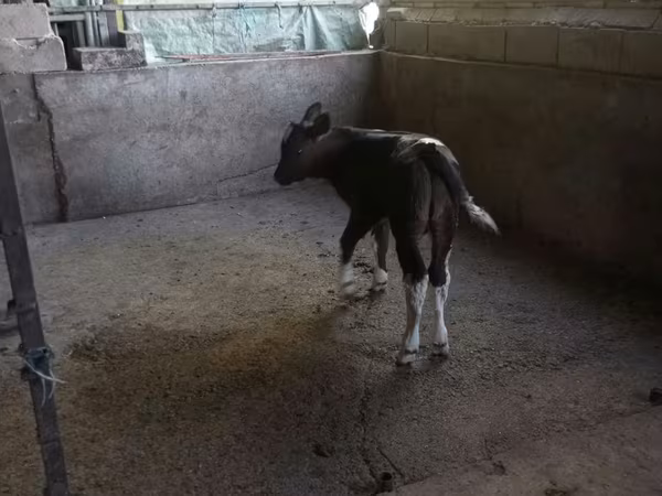 Bull, Cattle