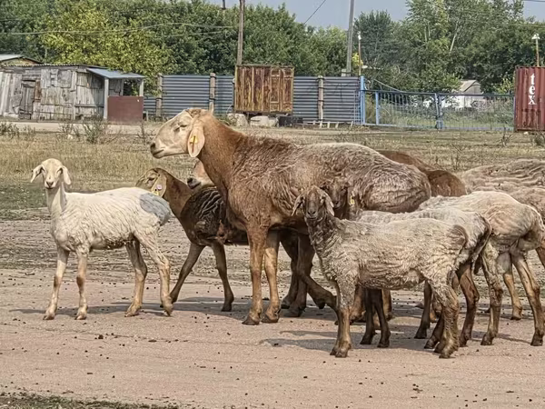 Ram, Hissar sheep
