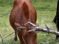 Cow, Cattle — photo 1