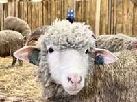 मेढ़ा, Kuibyshev sheep — फ़ोटो 3