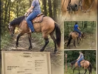 Stute, Quarter Horse — Foto 1