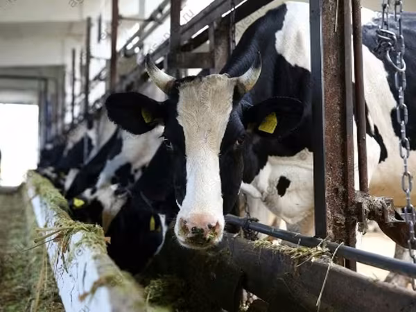 Bulle, Holstein-Rasse