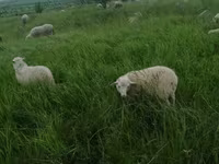 मेढ़ा, Edilbay sheep — फ़ोटो 7