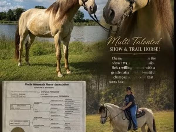 Hengst, Rocky Mountain Horse