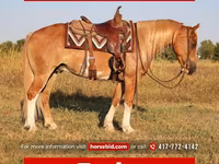 ცხენი, Gypsy horse — ფოტო 1