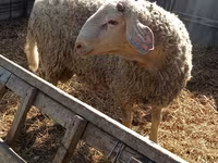 Carnero, Assaf sheep — foto 3