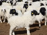 Carnero, Precoce sheep — foto 4